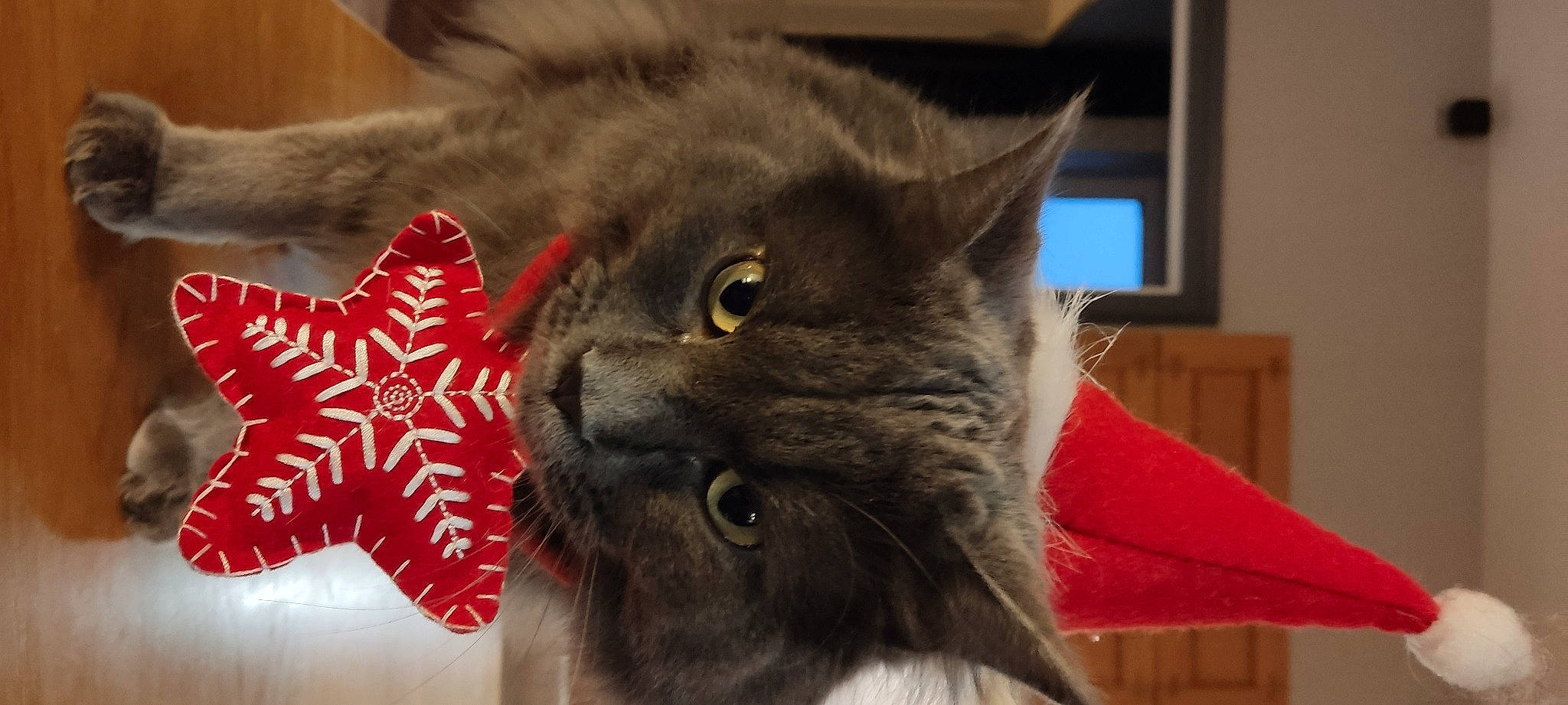 Smiley participe au concours pour gagner de l'argent avec cette photo : black_cat, carmine, carnivore, cat, chartreux, claw, domestic_short_haired_cat, felidae, fur, grey, korat, small_to_medium_sized_cats, snout, television, whiskers