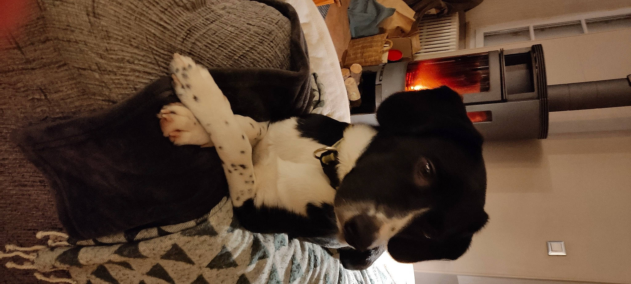 Scott participe au concours pour gagner de l'argent avec cette photo : canidae, carnivore, comfort, companion_dog, couch, dog, dog_breed, domestic_short_haired_cat, fawn, felidae, flooring, fur, human_leg, linens, room, small_to_medium_sized_cats, sporting_group, tail, whiskers, working_animal