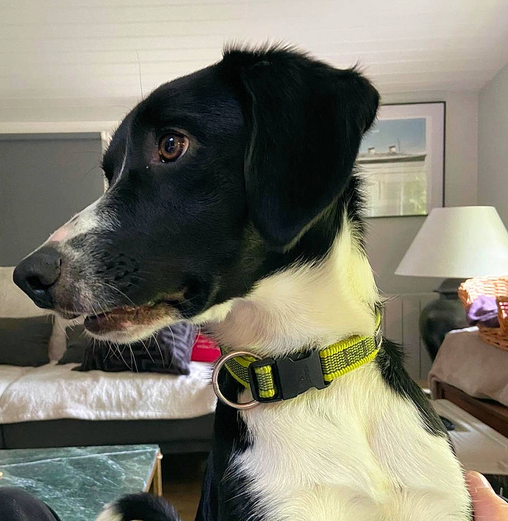 Scott participe au concours pour gagner de l'argent avec cette photo : borador, canidae, carnivore, chair, collar, companion_dog, dog, dog_breed, dog_collar, dog_supply, fur, lamp, leash, personal_protective_equipment, pet_supply, picture_frame, snout, sporting_group, whiskers, working_animal