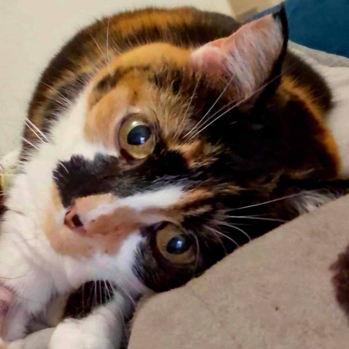 Bella a rejoint le concours — aidez-le/la à gagner de superbes lots ! animal, calico, cat, close_up, cozy, curious, cute, ear, eyes, feline, fur, indoor, lying_down, nose, paw, pet, portrait, relaxed, soft_texture, whiskers