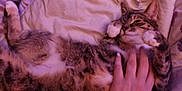 Tilly joined the competition — help win amazing prizes! cat, tabby, bed, blanket, hand, pet, sleepy, fur, whiskers, cozy, domestic, animal, relaxed, indoor, paw, human, touch, comfort, resting, purple_light