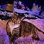 Tilly is registered to the contest to win money with this photo: cat, tabby, pet, animal, fluffy_blanket, bedroom, remote_control, furniture, dresser, crown_shaped_bed, indoor, resting, curious, soft_lighting, striped_fur, cozy, domestic, cute, pink, relaxed