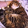 Tilly joined the competition — help win amazing prizes! cat, tabby_cat, sleeping, curled_up, bed, blanket, human_arm, bracelet, nail_polish, striped_fur, domestic_animal, pet, cozy, resting, close_up, feline, whiskers, paw, soft_fabric, indoor