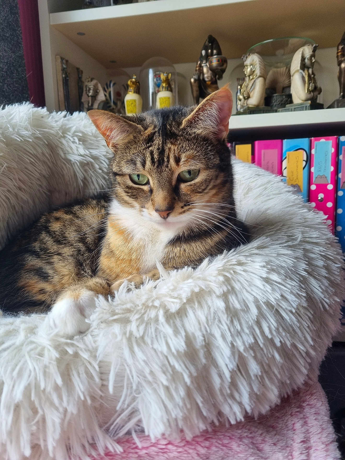Tilly is registered to the contest to win money with this photo: cat, tabby, pet_bed, fluffy, cozy, indoor, bookshelf, figurines, relaxed, feline, green_eyes, closeup, fur, whiskers, resting, home, decor, sitting, comfort, animal