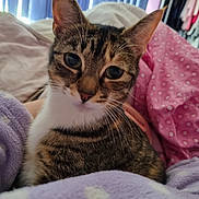 Tilly is registered to the contest to win money with this photo: cat, tabby, close_up, indoor, blanket, purple, pink, fur, pet, whiskers, cute, cozy, relaxed, animal, mammal, bed, resting, soft, curious, domestic_cat