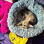 cat, tabby, pet_bed, fluffy, gray, yellow_toy, smiling_face, blanket, purple, pink, indoor, cozy, resting, feline, cute, animal, relaxed, soft, comfort, home