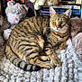 Lynx is registered to the contest to win money with this photo: cat, tabby_cat, green_eyes, plush_toy, stuffed_animal, books, book_spine, blanket, white_blanket, striped_fur, pet, indoor, curious, relaxed, feline, cozy, resting, soft_texture, animal, home