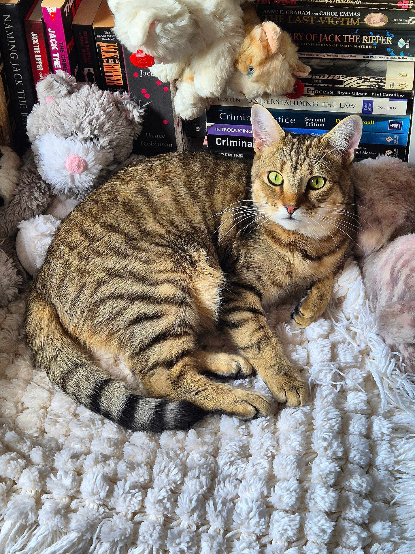 Lynx