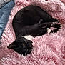 Dwarf joined the competition — help win amazing prizes! cat, black_and_white_cat, sleeping_cat, fluffy_blanket, pink_blanket, indoor, cozy, pet, animal, feline, resting, soft_texture, relaxation, bed, comfort, fur, whiskers, paw, nap, domestic_animal