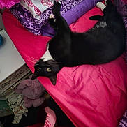 Dwarf joined the competition — help win amazing prizes! cat, black_and_white, bed, pink, purple, bedding, upside_down, feline, indoor, resting, stuffed_animal, blanket, soft_toys, cozy, fur, pet, home, relaxing, clutter, sleeping_area