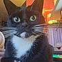 Dwarf is registered to the contest to win money with this photo: cat, tuxedo_cat, close_up, whiskers, green_eyes, indoor, computer_keyboard, technology, striped_wallpaper, cozy, pet, feline, black_and_white, curious, home_office, desk, lighting, focused, animal, companion