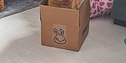 Simba joined the competition — help win amazing prizes! cat, orange_tabby, cardboard_box, indoor, flooring, plush_toy, furniture, cat_tree, cozy, cute, pet, animal, domestic, curious, sitting, winking_bunny_drawing, playful, home, relaxed, soft_lighting