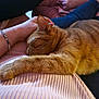 Simba is registered to the contest to win money with this photo: cat, ginger_cat, sleeping, person, hand, lap, pink_clothing, ribbed_fabric, bracelet, relaxation, cozy, indoor, pet, feline, resting, comfort, legs, couch, soft_texture, casual