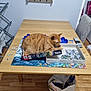 Simba joined the competition — help win amazing prizes! cat, orange_tabby, puzzle, puzzle_box, table, wooden_table, puzzle_pieces, indoor, chair, remote_control, shelf, tea_box, wedding_fund_box, drying_rack, floor, bag, domestic_cat, pet, relaxed, orange_fur