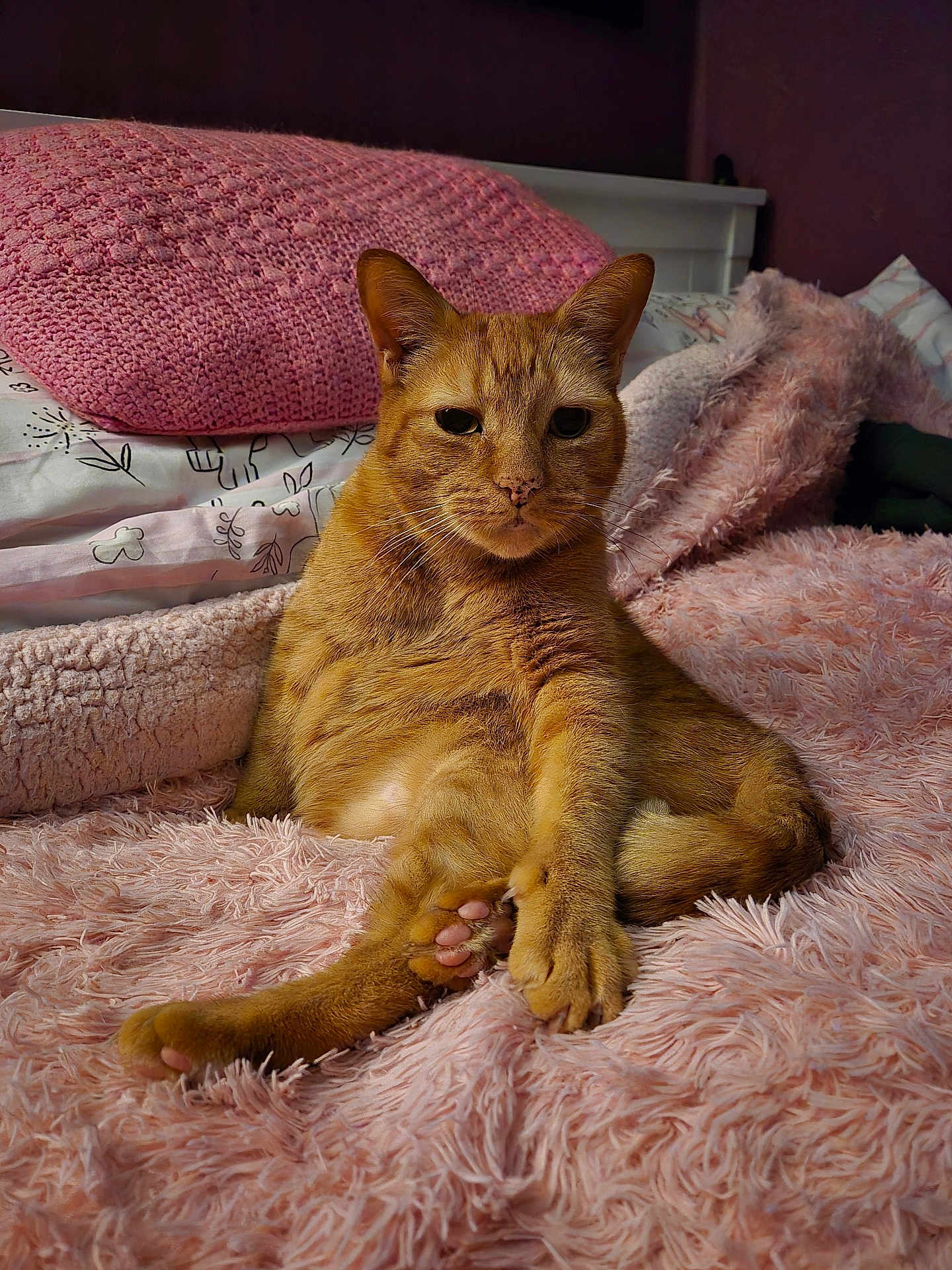 Simba