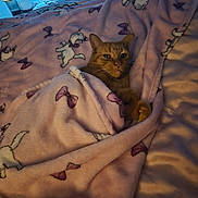 Simba is registered to the contest to win money with this photo: cat, blanket, bed, pink, cozy, indoor, feline, animal, cute, resting, pattern, soft, relaxed, fur, paw, comfort, sleepy, domestic, warm, tucked_in
