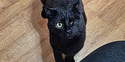 Lucy joined the competition — help win amazing prizes! cat, black_cat, one_eye, pet, indoor, wooden_floor, curious, feline, animal, looking_up, shadow, fur, whiskers, domestic_animal, cute, companion, cozy, flooring, one-eyed_cat, house_pet