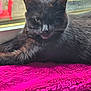 Lucy joined the competition — help win amazing prizes! cat, black_cat, one_eye_closed, furry, window, indoor, blanket, magenta, red_chair, relaxed, pet, animal, whiskers, fur, face, portrait, cozy, resting, home, sunlight
