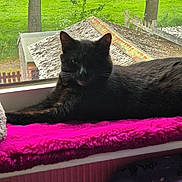 Lucy is registered to the contest to win money with this photo: cat, black_cat, feline, window, blanket, pink_blanket, indoor, outdoor, green_grass, tree, shed, resting, relaxed, pet, animal, fur, cozy, sunlight, nature, quiet