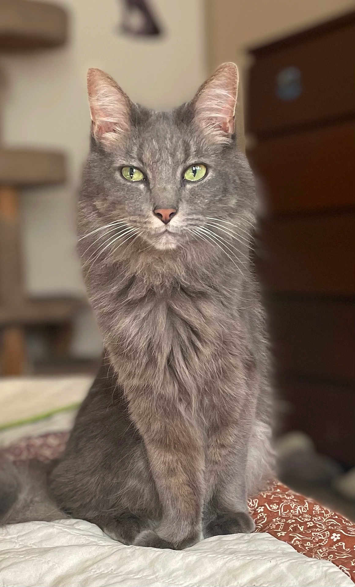Marvin is registered to the contest to win money with this photo: cat, gray_cat, pet, feline, indoor, bed, fur, whiskers, eyes, sitting, portrait, domestic_animal, cozy, home, furniture, closeup, animal, cute, fluffy, relaxed