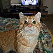 Flumin is registered to the contest to win money with this photo: cat, orange_tabby, whiskers, bed, blanket, television, indoor, curious, feline, pet, home, carpet, cat_tree, fur, eyes, animal, mammal, domestic, looking_up, closeup