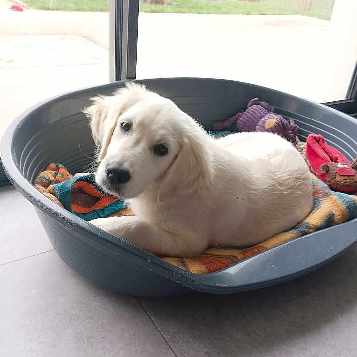 Ucky participe au concours pour gagner de l'argent avec cette photo : animal, art, canine, cookingpan, cookware, dog, eskimodog, goldenretriever, hound, labradorretriever, person, pet, photography, porcelain, pottery, puppy, sleeping, tub, whitedog, window