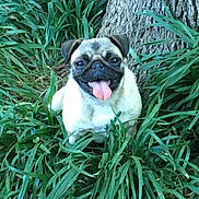 Puggie is registered to the contest to win money with this photo: dog, pug, tongue_out, happy, pet, animal, grass, greenery, tree_trunk, outdoor, nature, smiling, cute, small_dog, fur, canine, plant, leaf, daylight, park