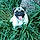 Puggie
