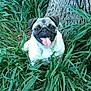 dog, pug, tongue_out, happy, pet, animal, grass, greenery, tree_trunk, outdoor, nature, smiling, cute, small_dog, fur, canine, plant, leaf, daylight, park