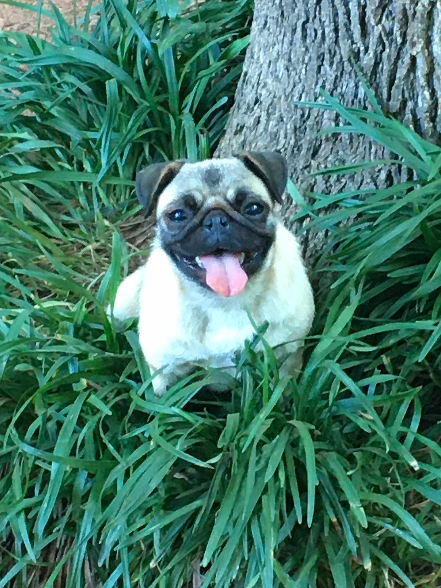 Puggie is registered to the contest to win money with this photo: dog, pug, tongue_out, happy, pet, animal, grass, greenery, tree_trunk, outdoor, nature, smiling, cute, small_dog, fur, canine, plant, leaf, daylight, park