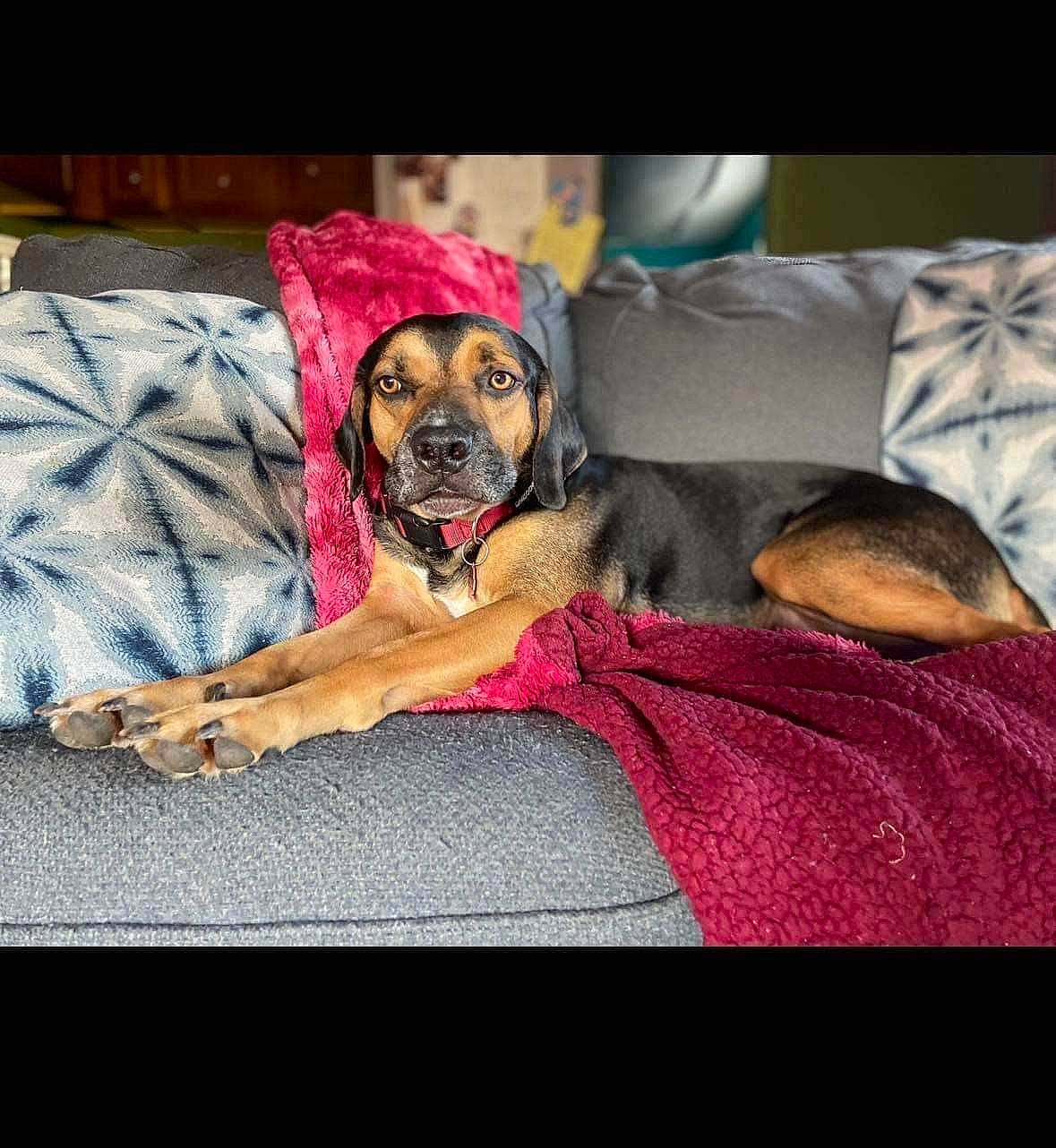 Marvel is registered to the contest to win money with this photo: bed, bedding, canidae, carnivore, comfort, companion_dog, couch, dog, dog_breed, dog_supply, fawn, linens, magenta, pet_supply, pillow, purple, sitting, sporting_group, square, toy_dog