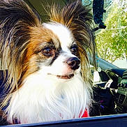 Kobe joined the competition — help win amazing prizes! dog, papillon, car, window, fur, ears, pet, animal, inside, sunlight, closeup, portrait, curious, looking_out, transportation, vehicle, nature, daylight, companion, cute