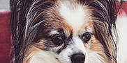 Kobe joined the competition — help win amazing prizes! dog, papillon, close_up, ears, tongue, fluffy, pet, animal, portrait, cute, furry, face, whiskers, indoors, expression, small_dog, long_hair, brown, white, black