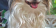 Kobe joined the competition — help win amazing prizes! animal, black_fur, blurred_background, brown_fur, close_up, companion, cute, dog, ears, fur, happy, lap, long_hair, outdoor, person, pet, sitting, smiling, tongue_out, white_fur