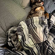 Dabs joined the competition — help win amazing prizes! animal, bed, black_and_white, blanket, brown, comfortable, cozy, cute, dog, fur, furry, indoors, nap, pet, pillow, relaxed, resting, sleeping, small_dog, striped_blanket