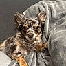 dog, small_dog, long_hair, speckled_coat, ears_up, brown_eyes, paw, blanket, gray_blanket, cozy, pet, indoor, resting, cute, fur, animal, companion, relaxed, portrait, canine