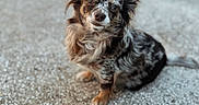 Dabs is registered to the contest to win money with this photo: animal, black, brown, canine, closeup, companion, curious_expression, cute, dog, fluffy_ears, friendly, furry, gravel, mottled_coat, outdoor, pet, portrait, sitting, small_dog, white