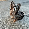 dog, small_dog, mottled_coat, fluffy_ears, curious_expression, sitting, outdoor, gravel, pet, animal, cute, portrait, furry, brown, black, white, friendly, companion, canine, closeup