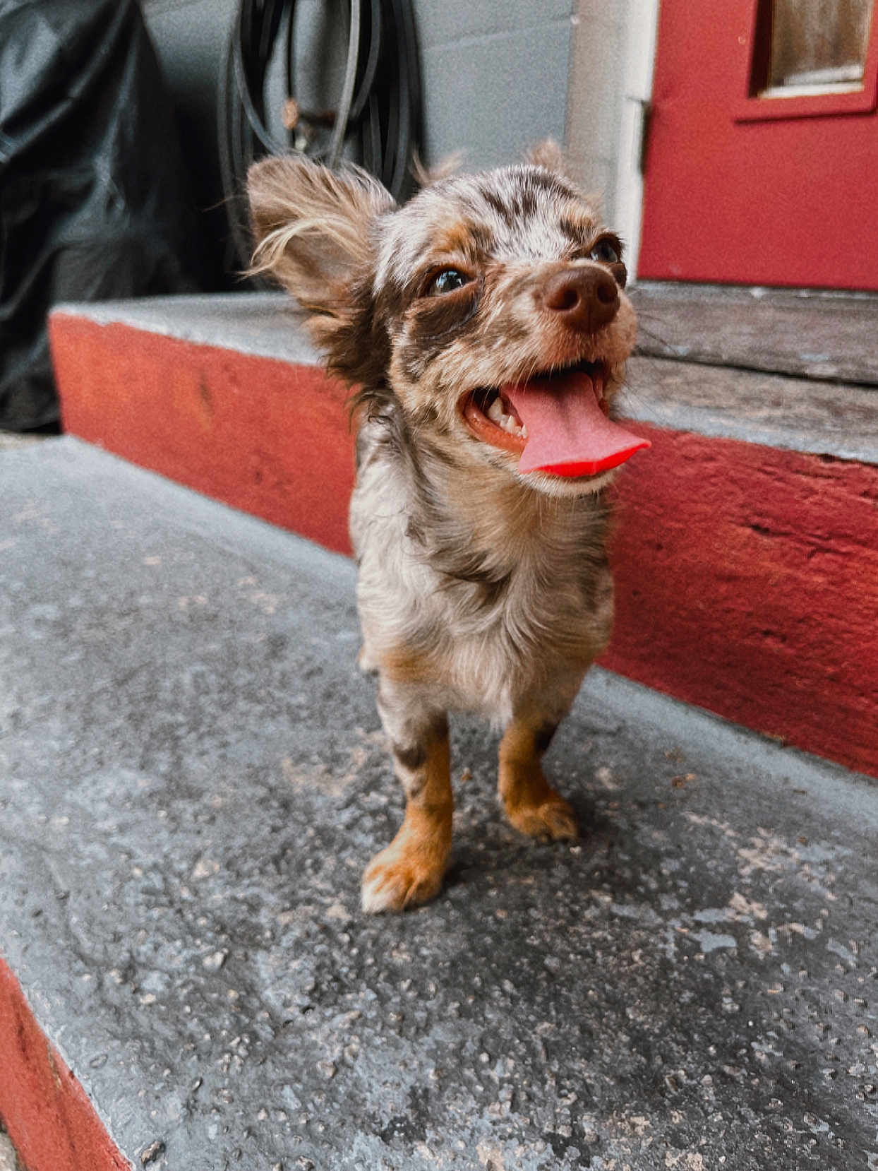 Dabs is registered to the contest to win money with this photo: accessories, animal, bodypart, canine, cockerspaniel, couch, cream, dessert, dog, food, icecream, mouth, papillon, person, pet, poodle, puppy, strap, terrier, tongue