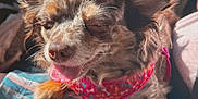 Dabs is registered to the contest to win money with this photo: animal, bandana, canine, car_interior, close_up, colorful, cozy, cute, dog, ears, fur, happy, leather, pet, portrait, seat, small_dog, smiling, sunlight, tongue_out