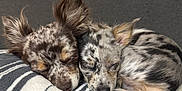 Coral Rae joined the competition — help win amazing prizes! animal, blanket, calm, closeup, companion, cozy, cute, dogs, domestic_animal, fur, indoors, peaceful, pets, puppies, resting, sleeping, snuggling, soft_texture, striped_blanket, two_animals