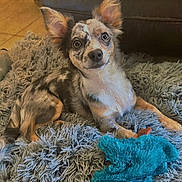 Coral Rae joined the competition — help win amazing prizes! animal, brown, carpet, curious, cute, dog, ears, floor, fur, gray, home, indoor, looking, lying_down, pet, plush_toy, puppy, rug, small_dog, toy