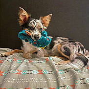 Coral Rae joined the competition — help win amazing prizes! bed, blanket, close_up, dog, ears, fur, indoor, laying_down, merle, patterned_blanket, paw, pet, playful, plush_toy, portrait, puppy, snout, tail, toy, whiskers