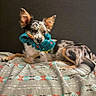 Coral Rae joined the competition — help win amazing prizes! bed, blanket, close_up, dog, ears, fur, indoor, laying_down, merle, patterned_blanket, paw, pet, playful, plush_toy, portrait, puppy, snout, tail, toy, whiskers