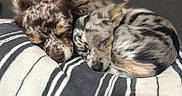 Coral Rae joined the competition — help win amazing prizes! animal, blanket, closeup, companion, cozy, cute, dog, domestic_animal, ears, fur, furry, indoor, peaceful, pets, puppy, resting, sleeping, snuggling, striped_blanket, two_dogs