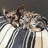 Coral Rae joined the competition — help win amazing prizes! animal, blanket, closeup, companion, cozy, cute, dog, domestic_animal, ears, fur, furry, indoor, peaceful, pets, puppy, resting, sleeping, snuggling, striped_blanket, two_dogs