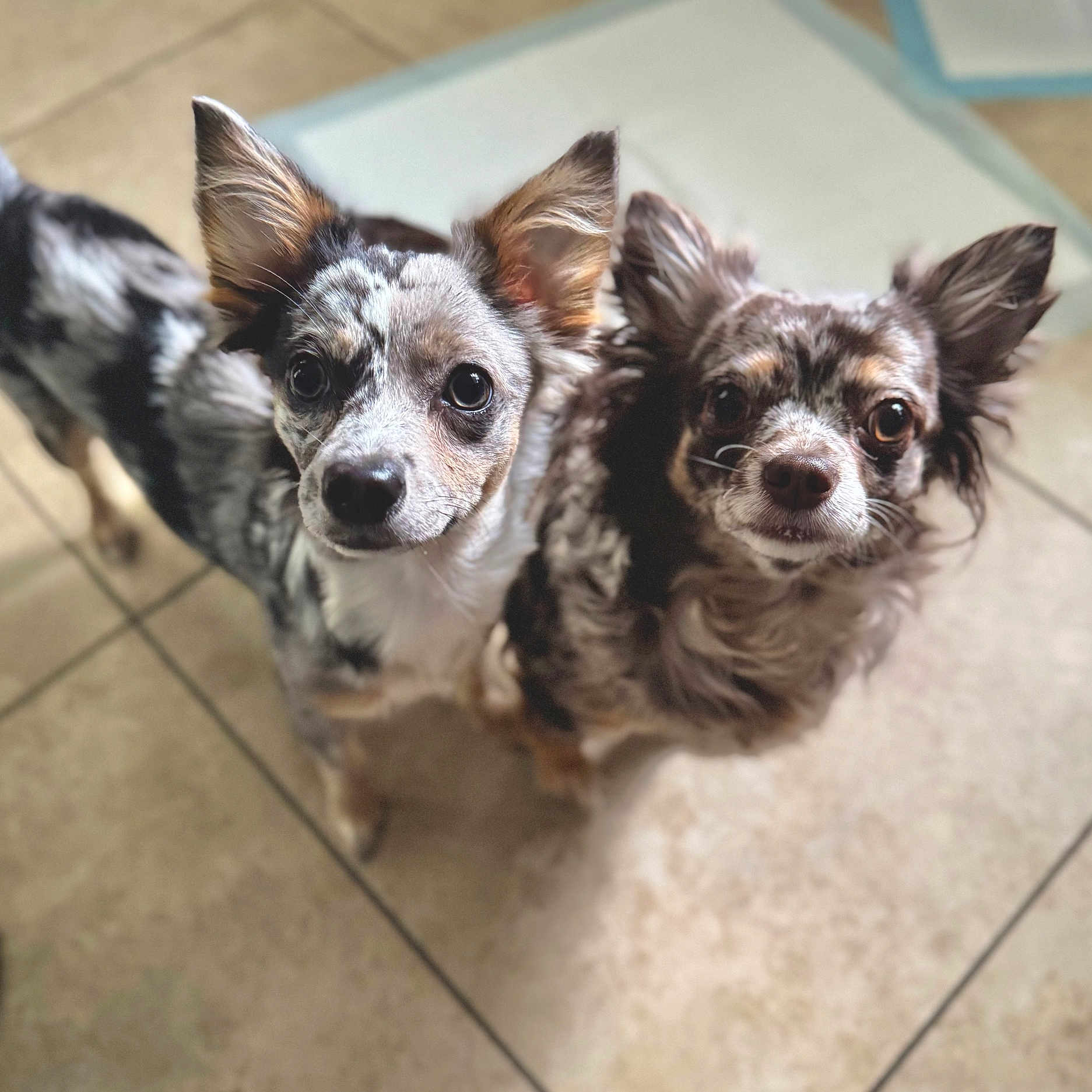 Coral Rae joined the competition — help win amazing prizes! alert, animal, canine, close_together, companion, curious, cute, dog, domestic, ears_up, friendly, fur_pattern, indoor, looking_up, pet, small_dog, speckled_fur, tile_floor, two_dogs, whiskers
