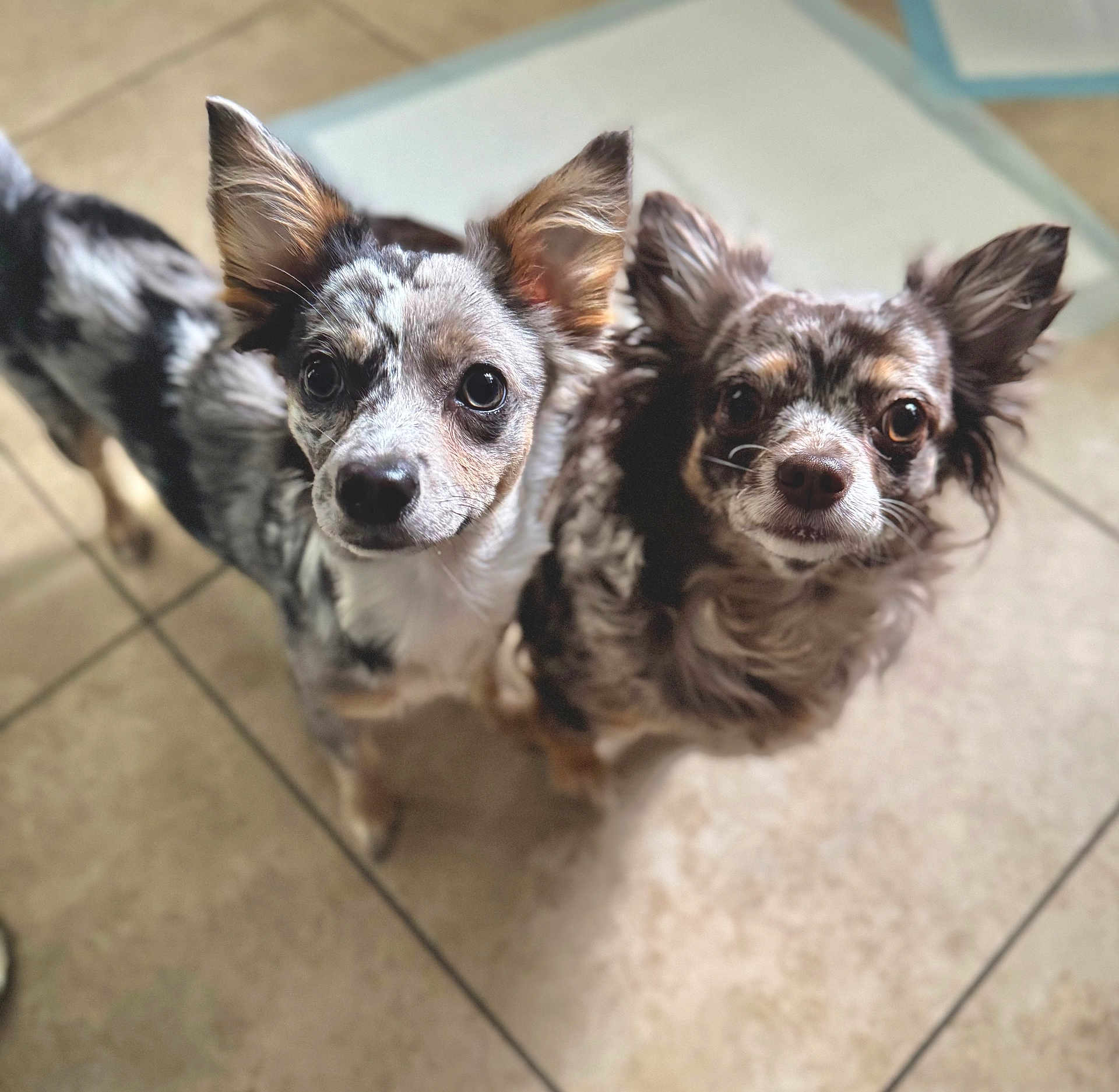 Coral Rae joined the competition — help win amazing prizes! dog, small_dog, two_dogs, speckled_fur, curious, looking_up, indoor, tile_floor, pet, animal, canine, companion, close_together, ears_up, whiskers, fur_pattern, cute, alert, domestic, friendly