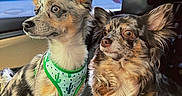 Coral Rae joined the competition — help win amazing prizes! alert, car_interior, closeup, cute, dog, duo, ears_up, fur, harness, looking_sideways, merle_coat, passenger, pet, portrait, road_trip, seat, seat_cover, small_dog, travel, window