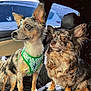 Coral Rae joined the competition — help win amazing prizes! alert, car_interior, closeup, cute, dog, duo, ears_up, fur, harness, looking_sideways, merle_coat, passenger, pet, portrait, road_trip, seat, seat_cover, small_dog, travel, window